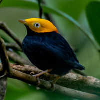 Golden-headed Manakin